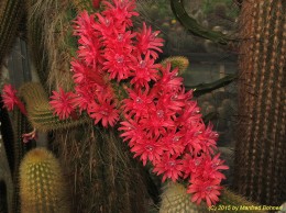 Borzicactus samapaitanus 1102